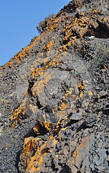 Fuerteventura yellow lichen moss 2