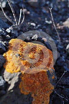 Fuerteventura yellow lichen moss 4