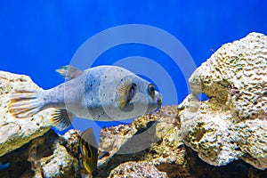 Fugu fish as nature underwater sea life