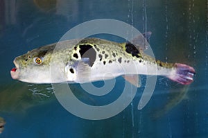 Fugu in a Fishtank