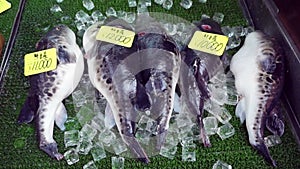 Fugu, pufferfish, porcupine fish sashimi chef preparation