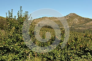 Fuji apple orchards with hills in the background