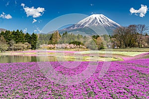 Fuji with the field of pink moss at Shibazakura festival