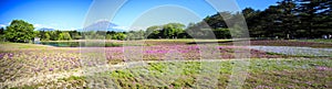 The Fuji with the field of pink moss at Shibazakura festival, Ya