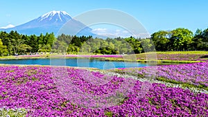 Fuji with the field of pink moss at Shibazakura festival, Yamanashi, Japan