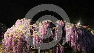 Fuji hana in Ashikaga park