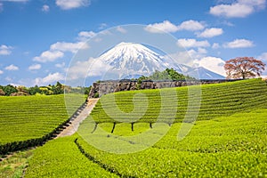 Fuji, Japan at Mt. Fuji and tea fields