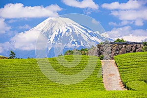 Fuji, Japan at Mt. Fuji and tea fields