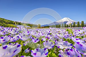 Fuji Mountain and Baby Blue Eye Flower Garden at Hananomiyako Flower Garden near Yamanaka Lake