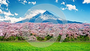 Fuji mountain and cherry blossom in spring, Japan