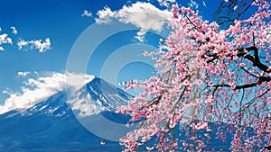 Fuji mountain and cherry blossoms in spring, Japan