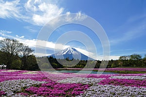 Fuji Mountain with the field of pink moss