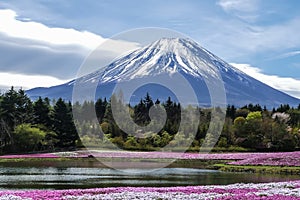 Fuji Mountain with the field of pink moss