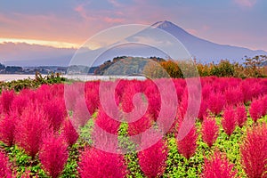 Fuji Mountain, Japan with Kokia Bushes at Oishi Park photo