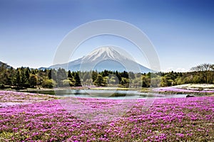 Fuji mountain