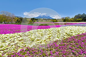 Fuji Mountain and Pink Shibazakura Garden Festival in Sunny Day at Shizuoka