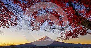 Fuji Mountain with Red Maple Tree in Autumn Morning Twilight at Kawaguchiko Lake