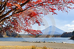 Fuji Mountain and Red Maple Trees in Autumn at Lake Shoji, Japan