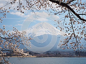 Fuji mountain and sakura cherry blossom in Japan spring season