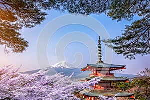 Fuji Mountain and Shibazakura Garden Festival in Spring,Japan cherry blossom