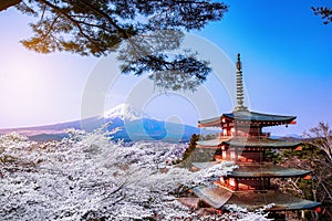 Fuji Mountain and Shibazakura Garden Festival in Spring,Japan cherry blossom