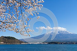 Fuji mountain with snow cover on the top with cherry blossom.