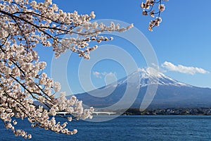 Fuji mountain with snow cover on the top with cherry blossom.