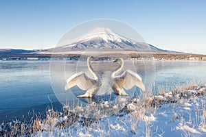 Fuji mountain and Swans at Yamanakako Lake, Japan