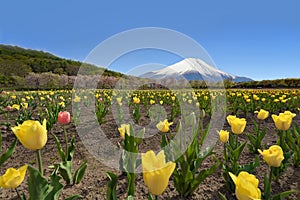 Fuji Mountain and Tulip Garden at Hananomiyako Flower Garden near Yamanaka Lake