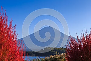 Fuji mountain view from Kawaguchi lake with blured Kochia plant.