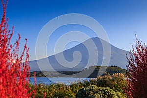 Fuji mountain view from Kawaguchi lake with blured Kochia plant.