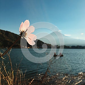 Fuji mountain of wild flower