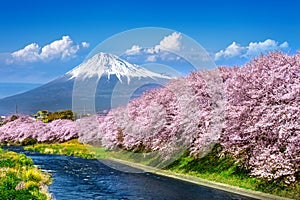 Fuji mountains and  cherry blossoms in spring, Japan photo