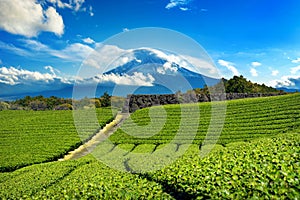 Fuji mountains and green tea plantation in Shizuoka, Japan