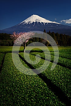 Fuji with Plum Blossom and Green Tea photo