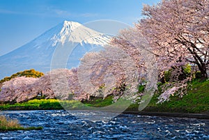 Fuji and Sakura