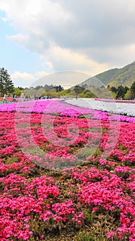 Fuji Shibazakura Fastival,Fujikawaguchiko,Minamitsuru Yamanashi,JAPAN