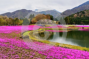 Fuji Shibazakura festival