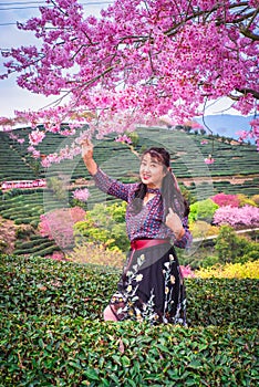 Fujian tea garden in spring