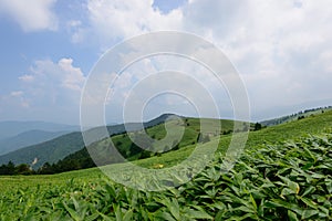 Fujimidai Highland in Nagano/Gifu, Japan