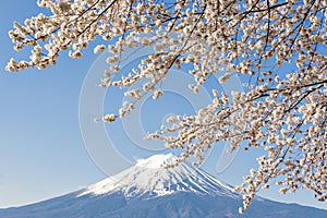 Fujisan and Sakura at Lake Kawaguchiko