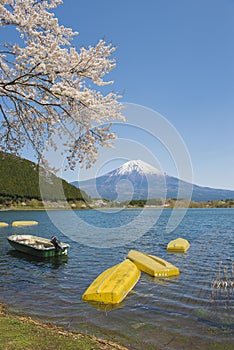 Fujisan and Sakura at Lake Tanuki