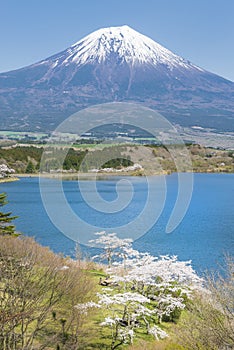 Fujisan and Sakura at Lake Tanuki
