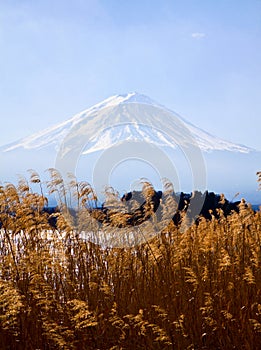 Fujiyama mount with grass foreground