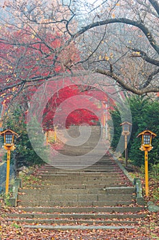 Fujiyoshida, Yamanashi, Japan - November 17, 2016- Autumn scene at entrance to Arakura Sengen Shrine, the path leading to the