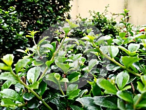 Fukien tea as garden decoration