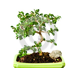 Fukien tea bonsai