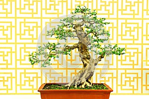 Fukien tea carmona microphylla bonsai plant photo