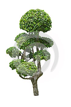 Fukien tea tree