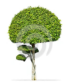 Fukien tea tree isolated, Carmona retusa